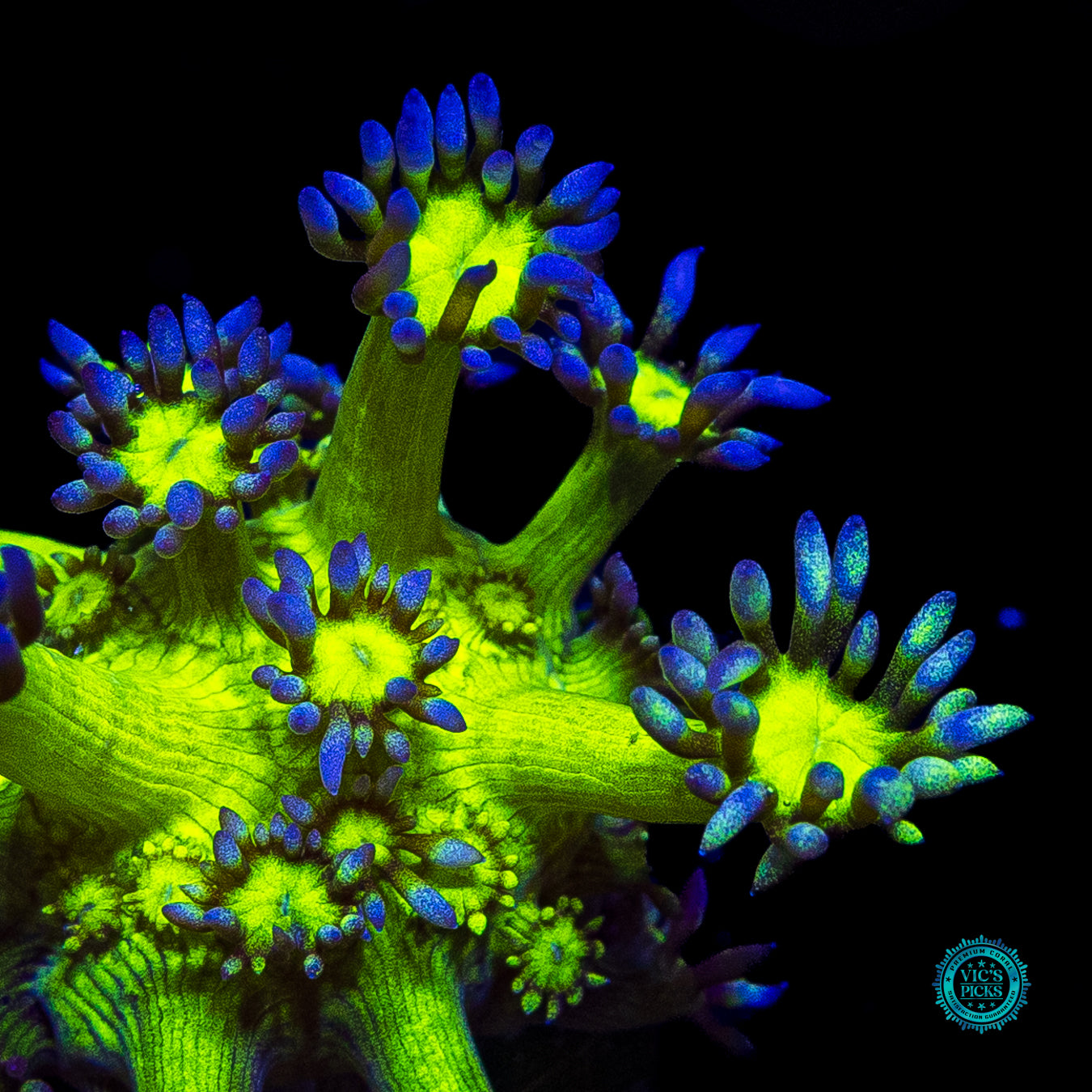 WWC Shadow Flame Goniopora