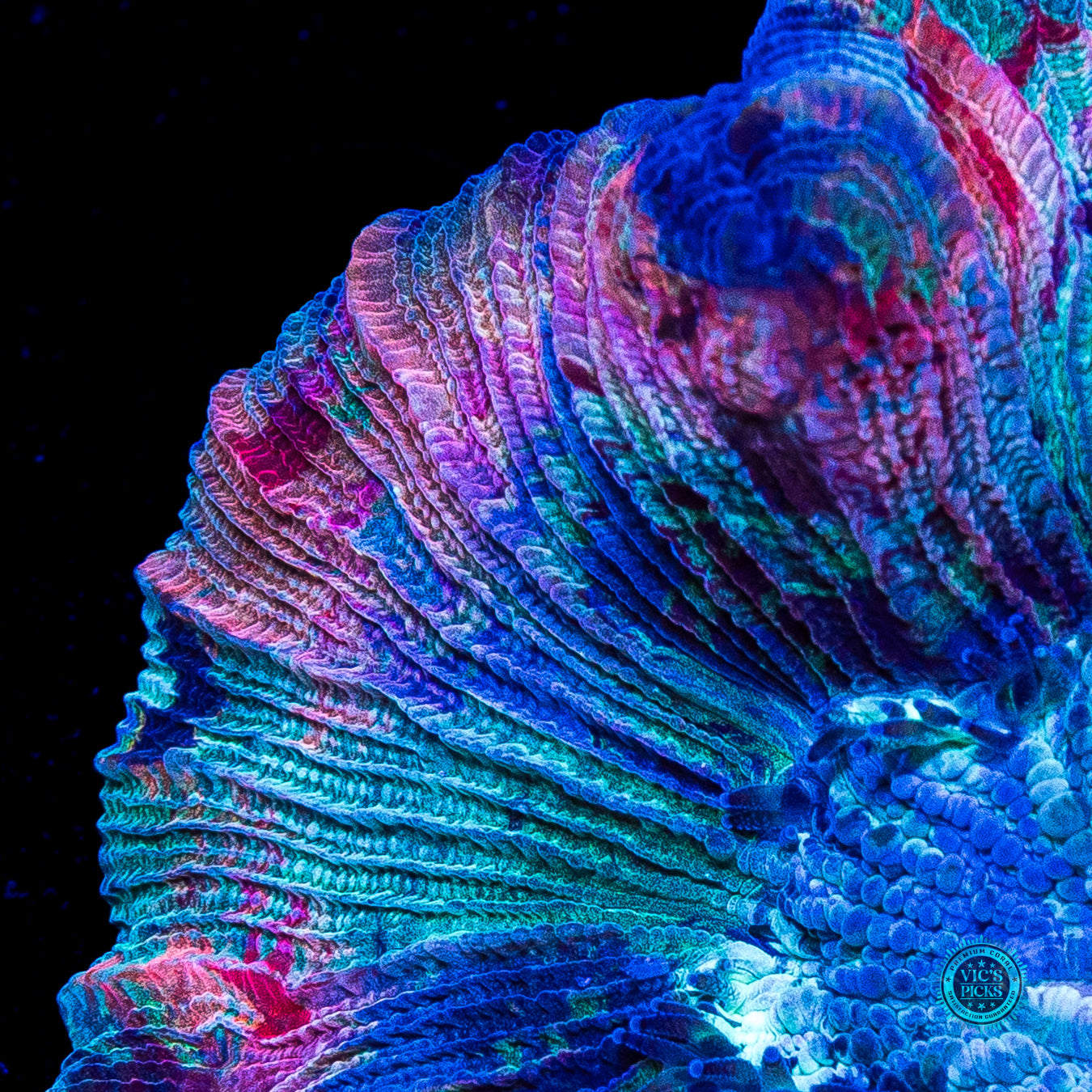 Fruit Pudding Trachyphyllia
