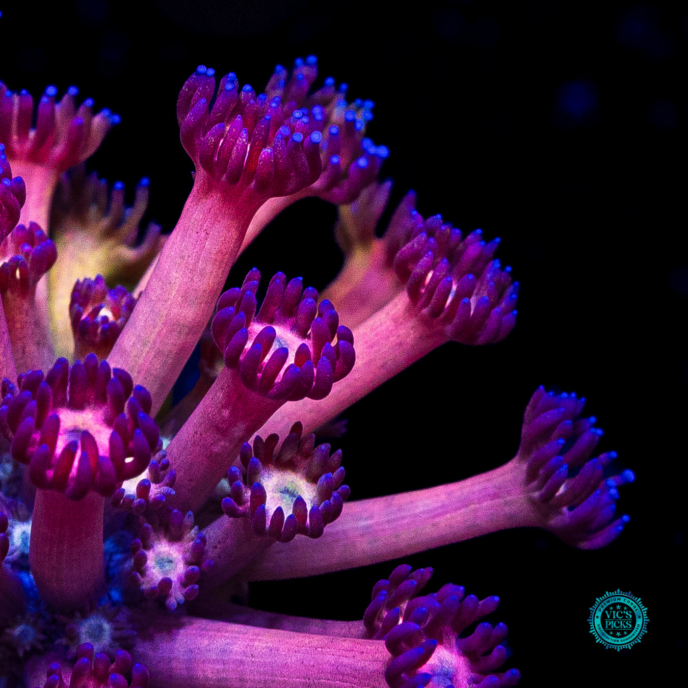 WWC Hydralisk Goniopora