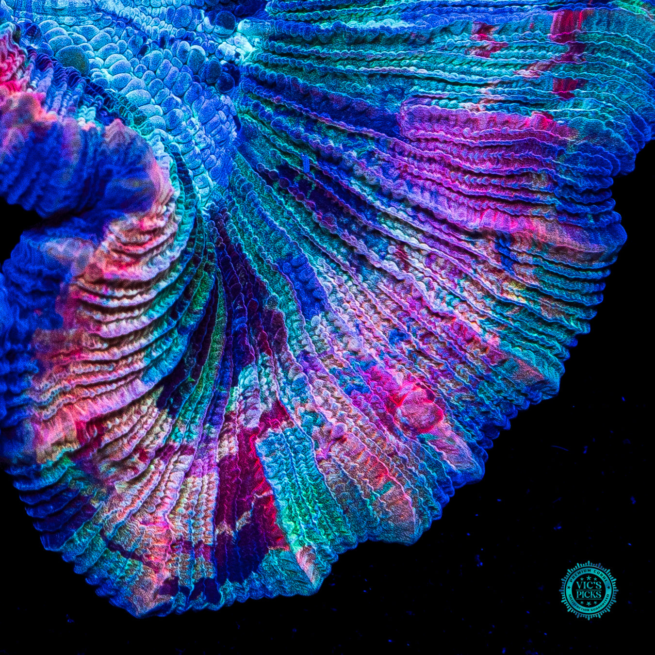 Fruit Pudding Trachyphyllia