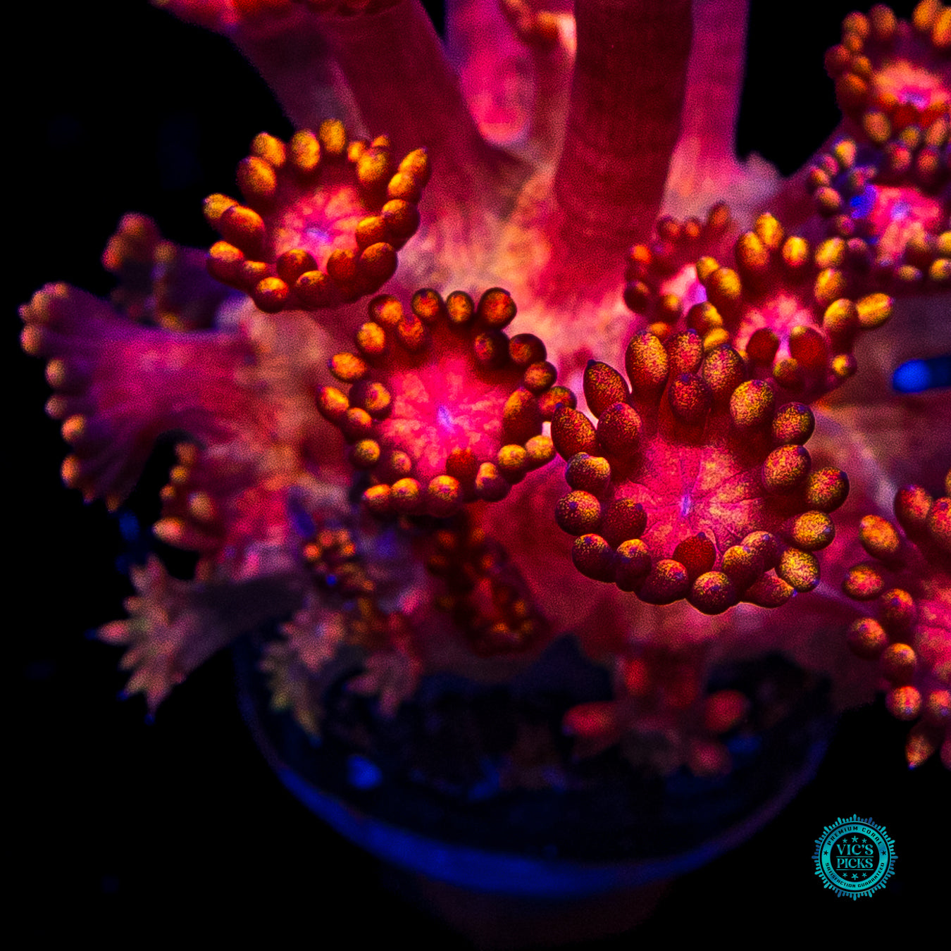 WWC Firelord Goniopora