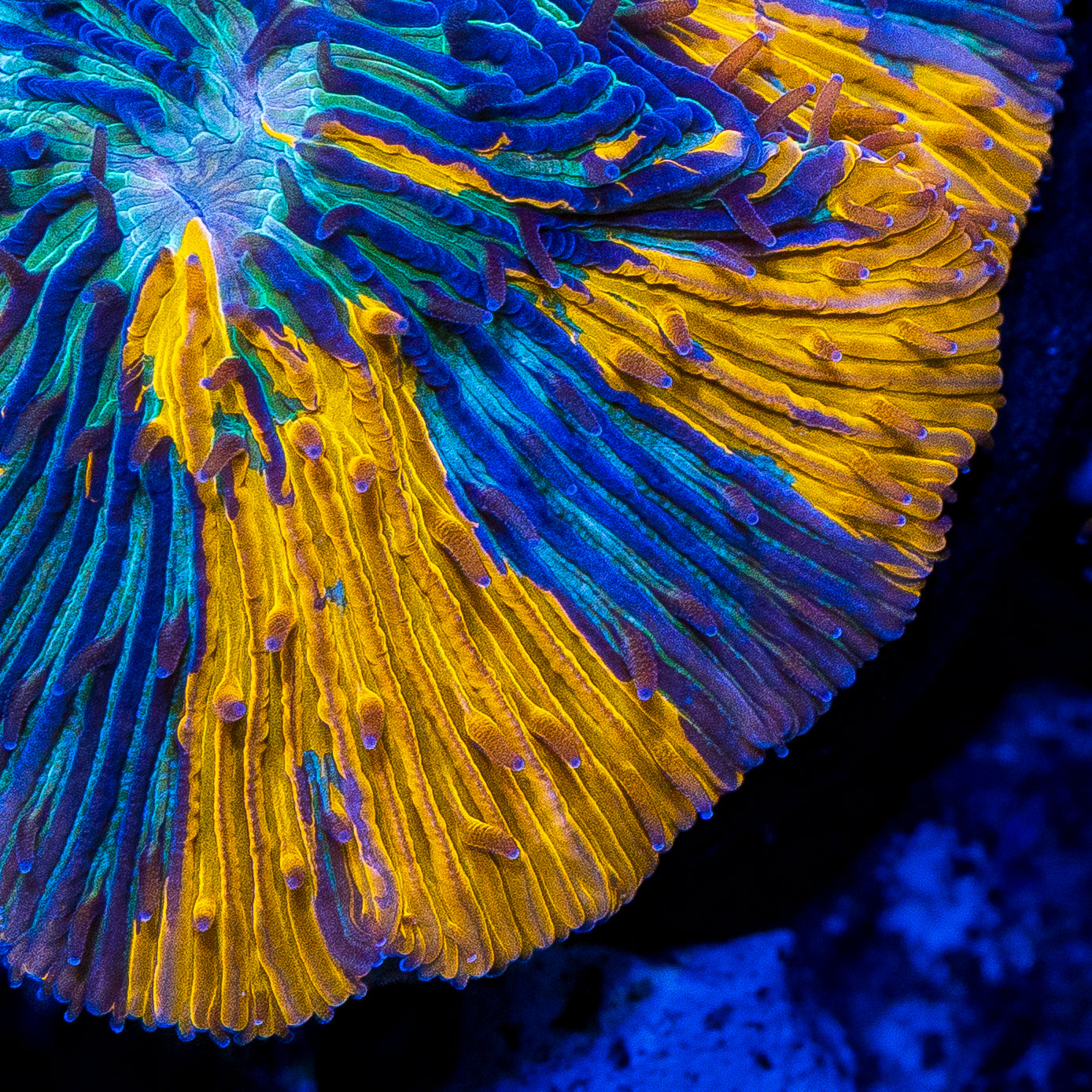 Underworld Diaseris Plate