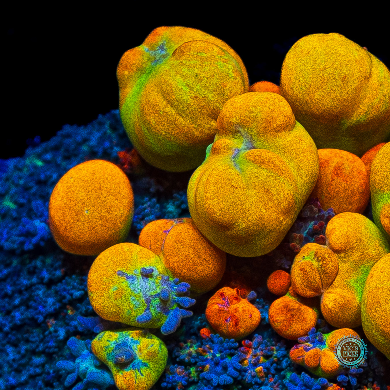 WWC OG Bounce Mushroom