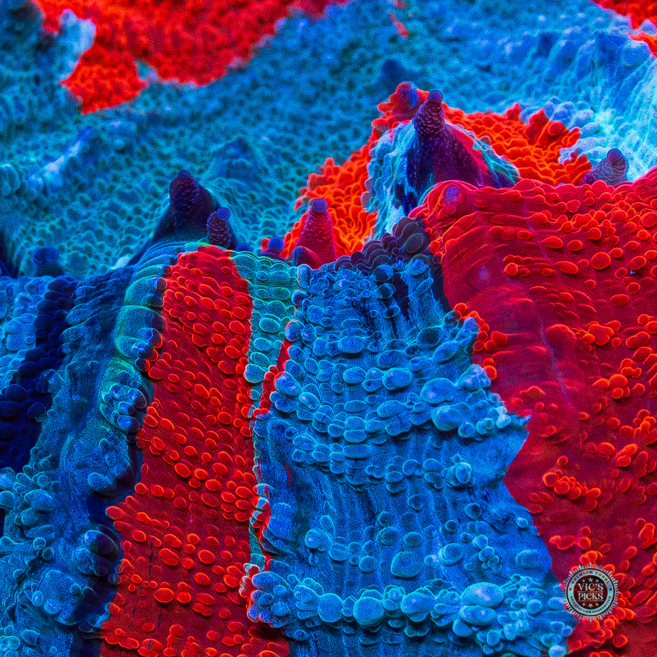 Fire and Ice Acanthophyllia