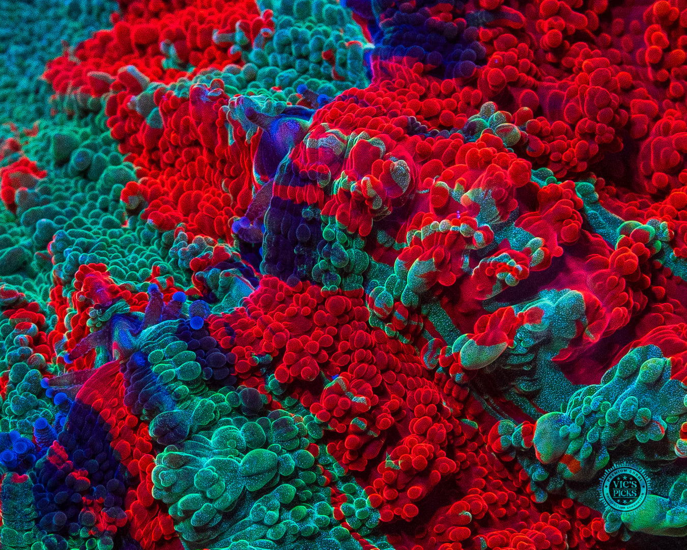 Eternal Sunset Acanthophyllia