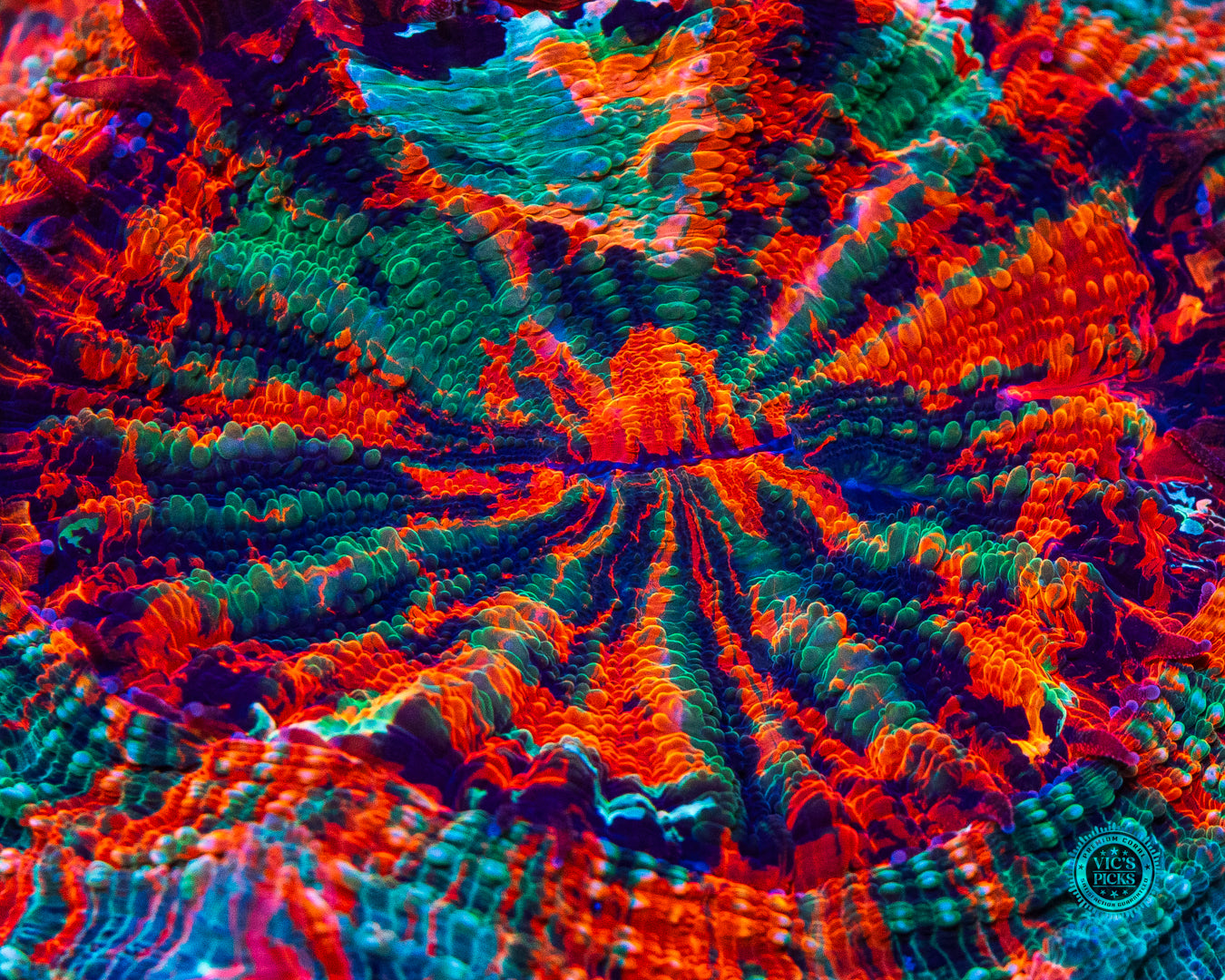 Psychodelic Acanthophyllia