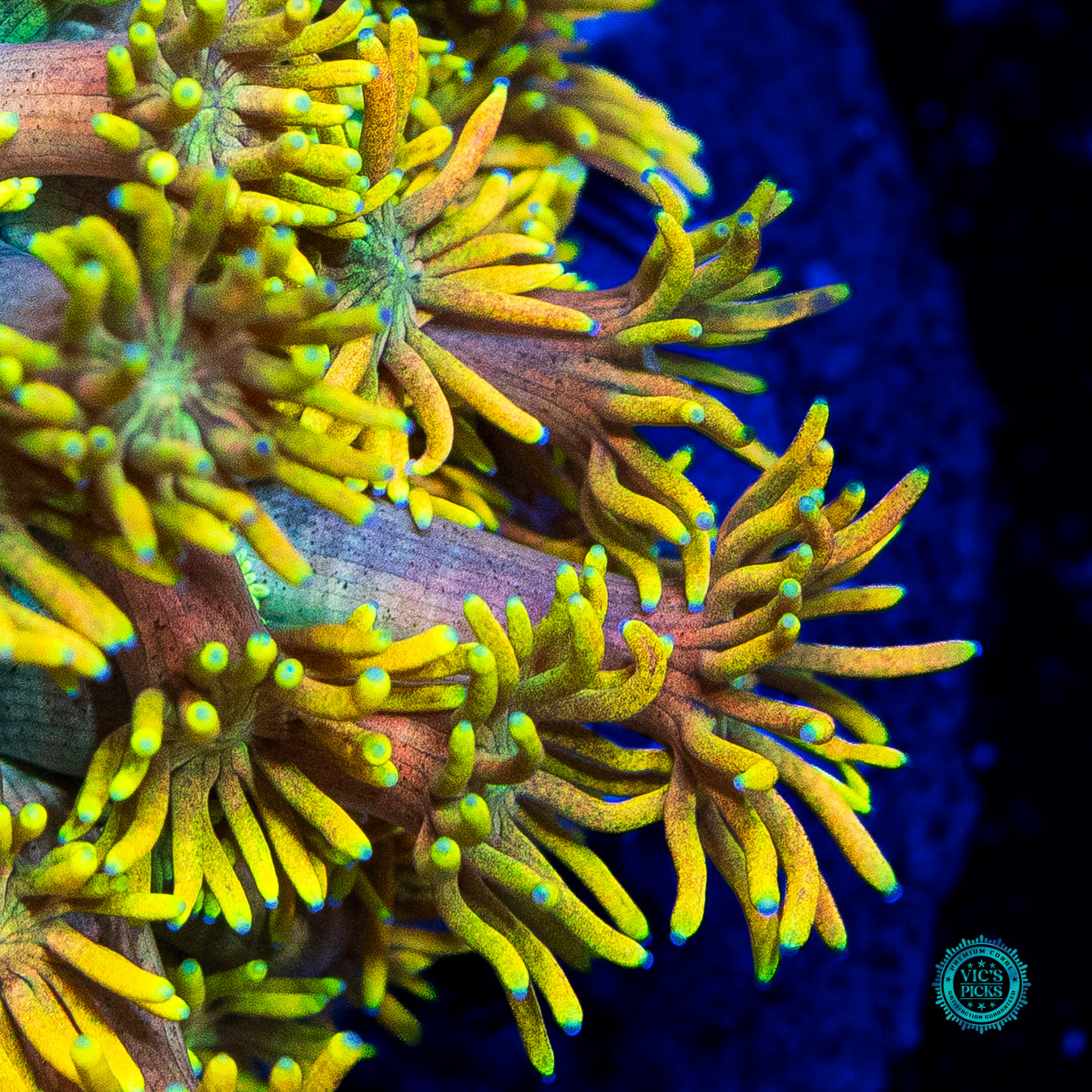 Dandelion Dreamz Goniopora