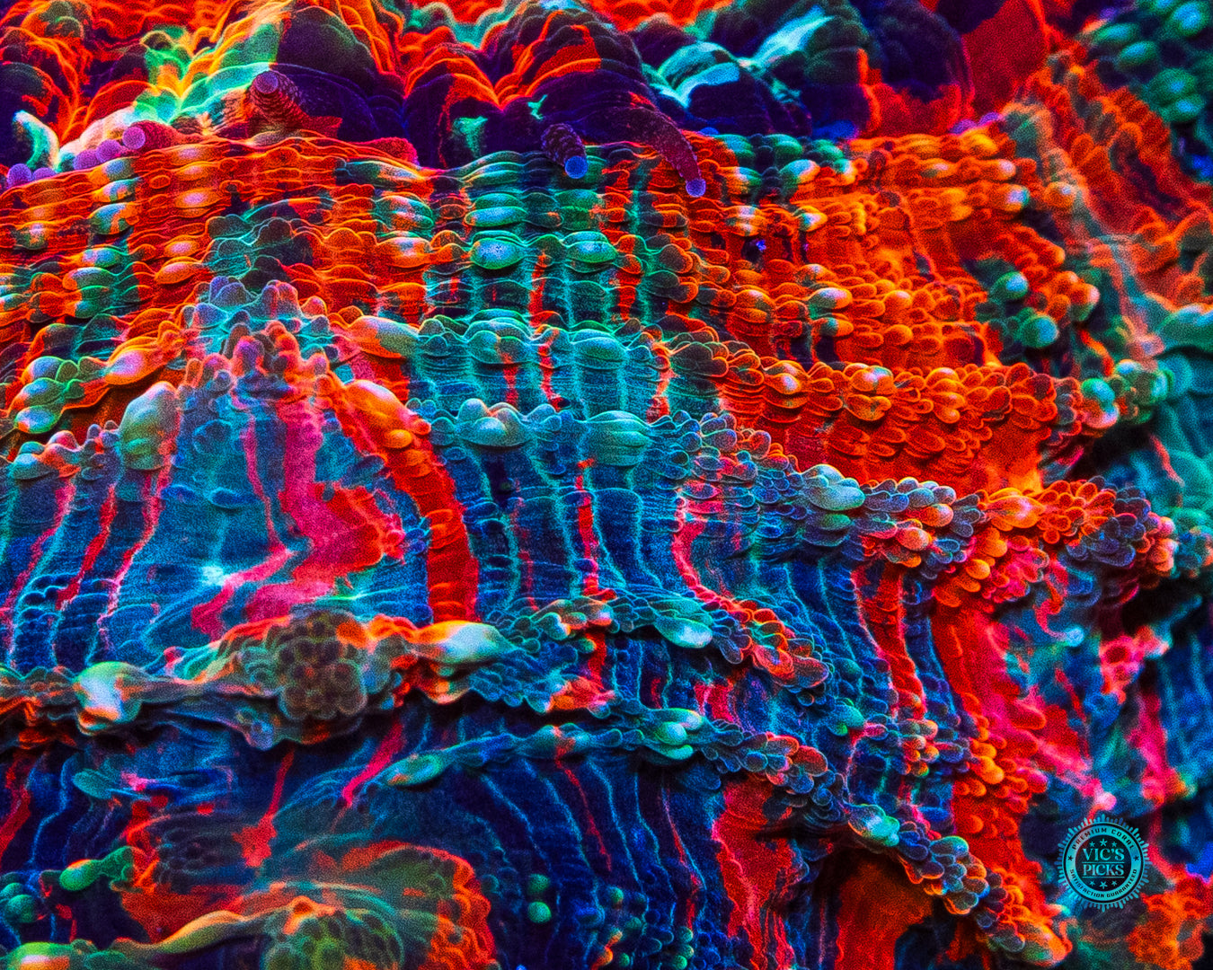 Psychodelic Acanthophyllia