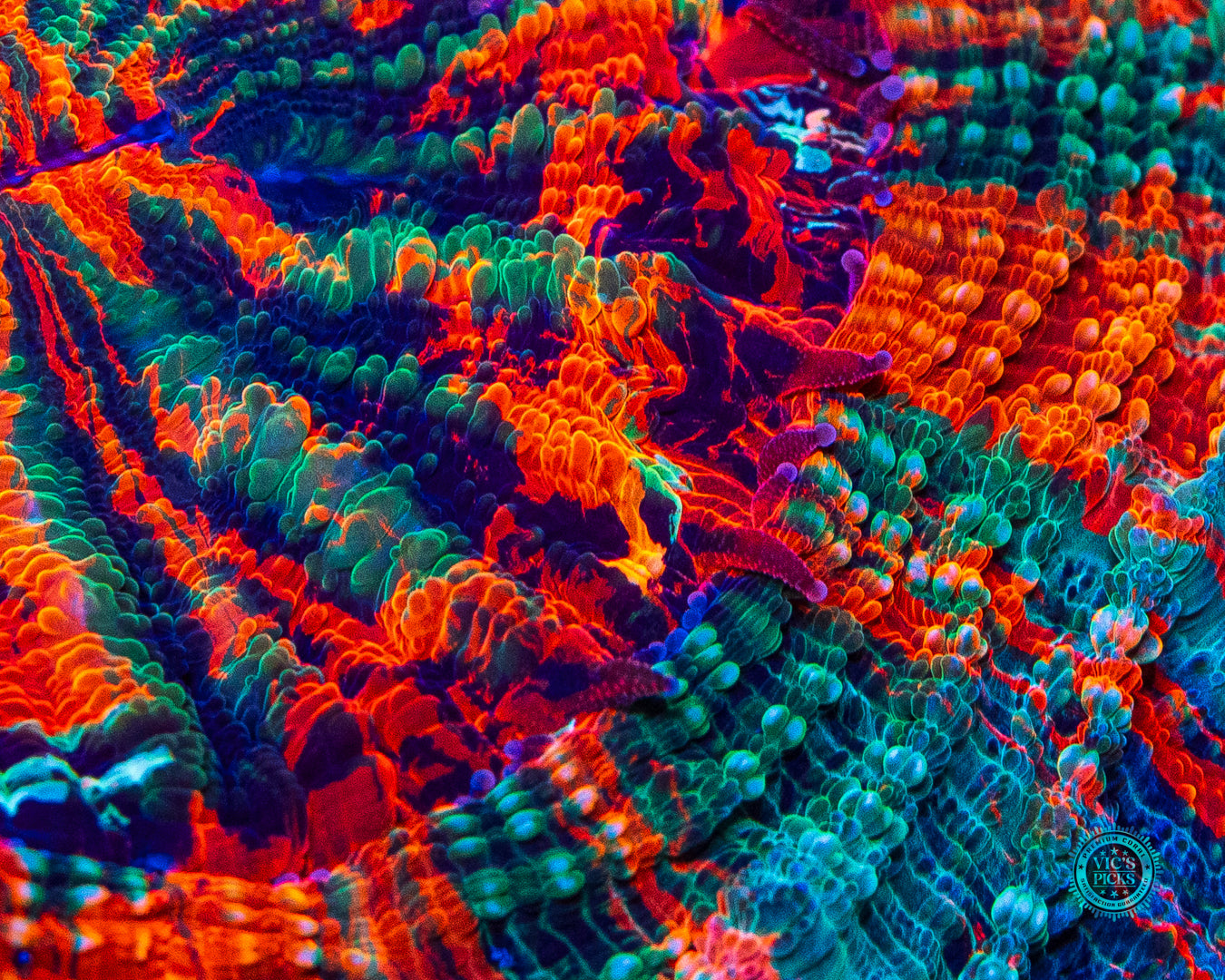 Psychodelic Acanthophyllia