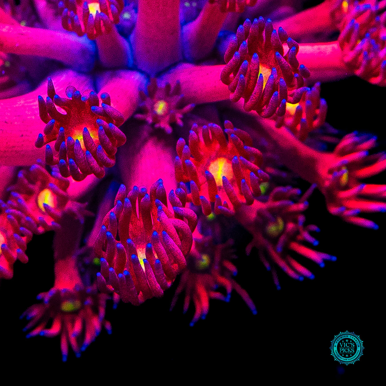 WWC Berry Bonkers Goniopora