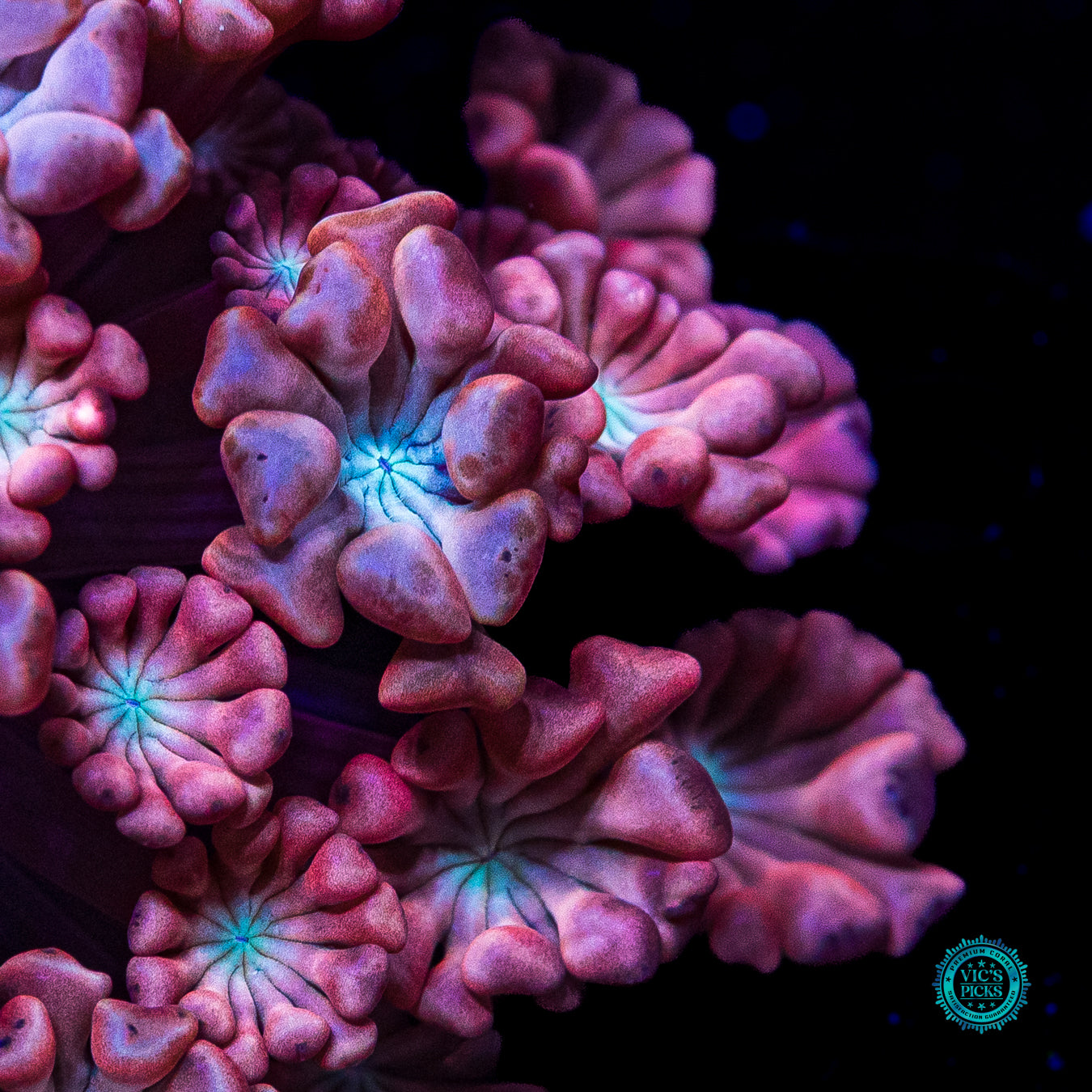 WWC Rose Hologram Alveopora