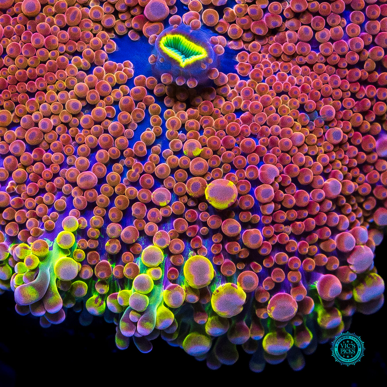 Jupiters Moon Yuma Mushroom