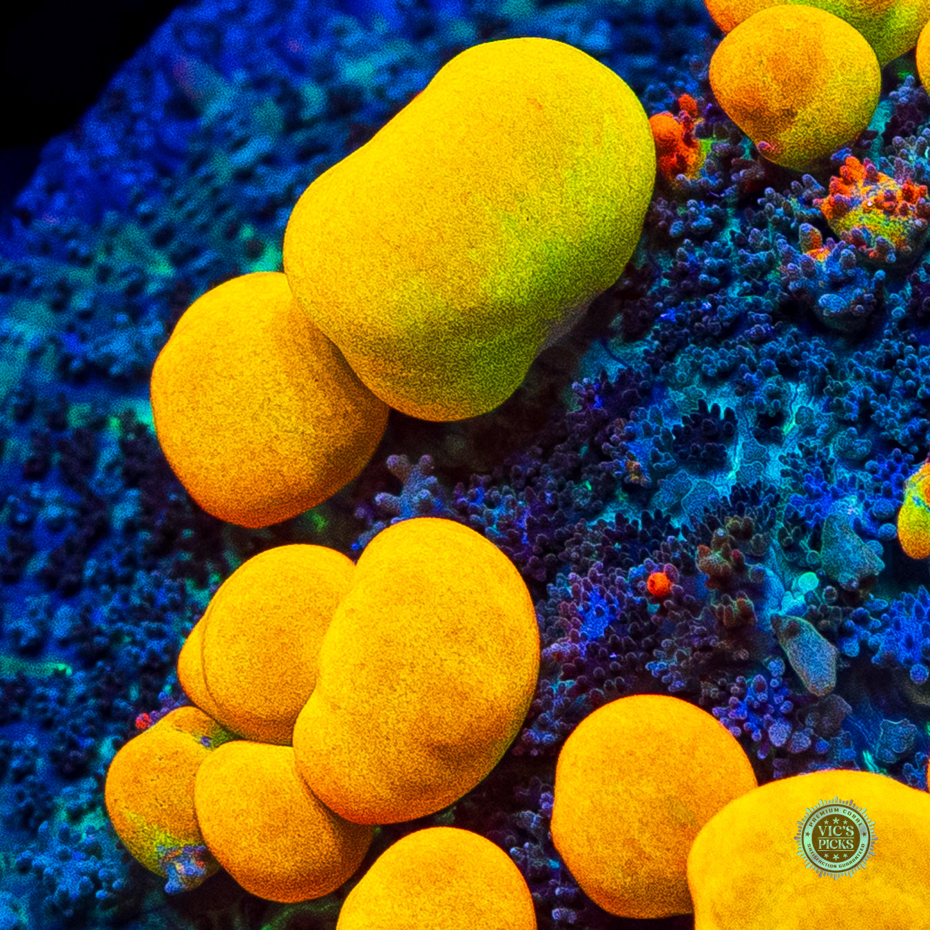 WWC OG Bounce Mushroom