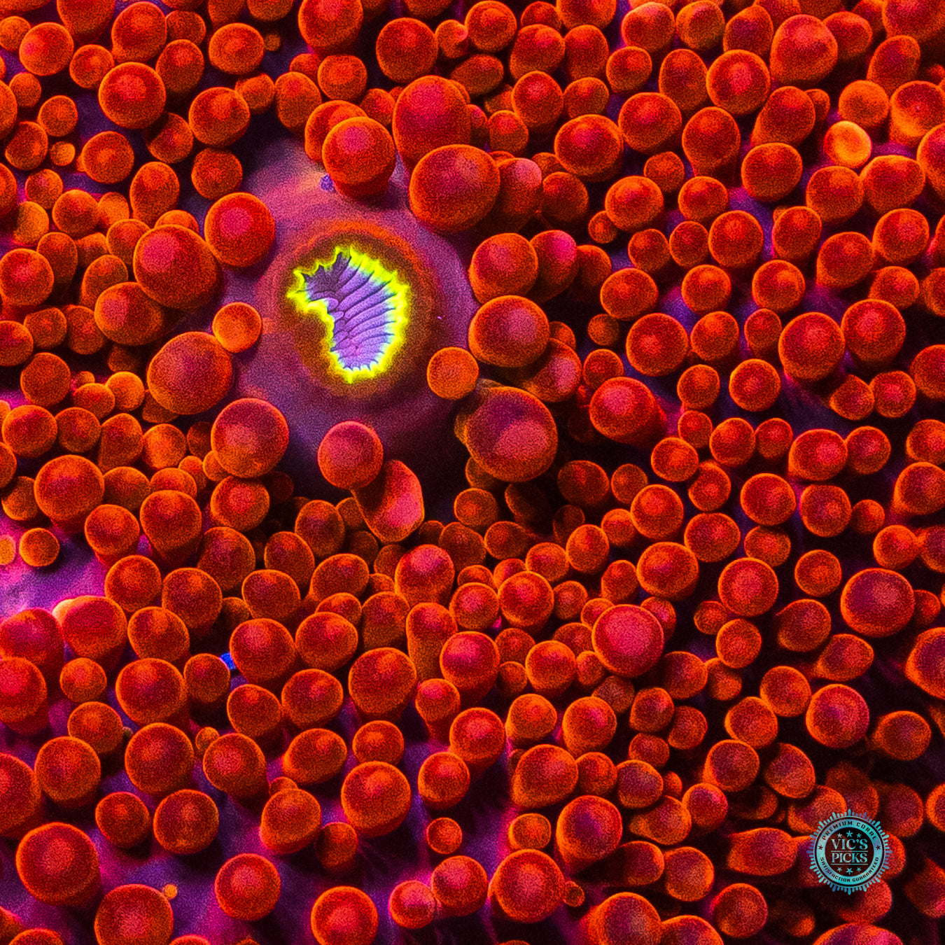 Blazin Saddles Yuma Mushroom