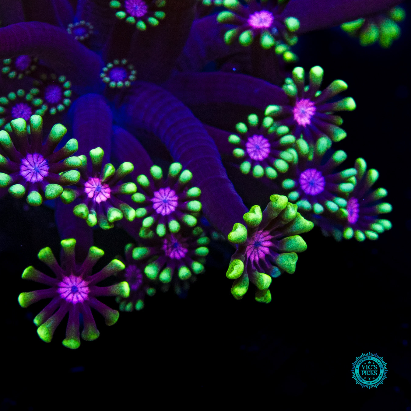 WWC Macho Man Alveopora