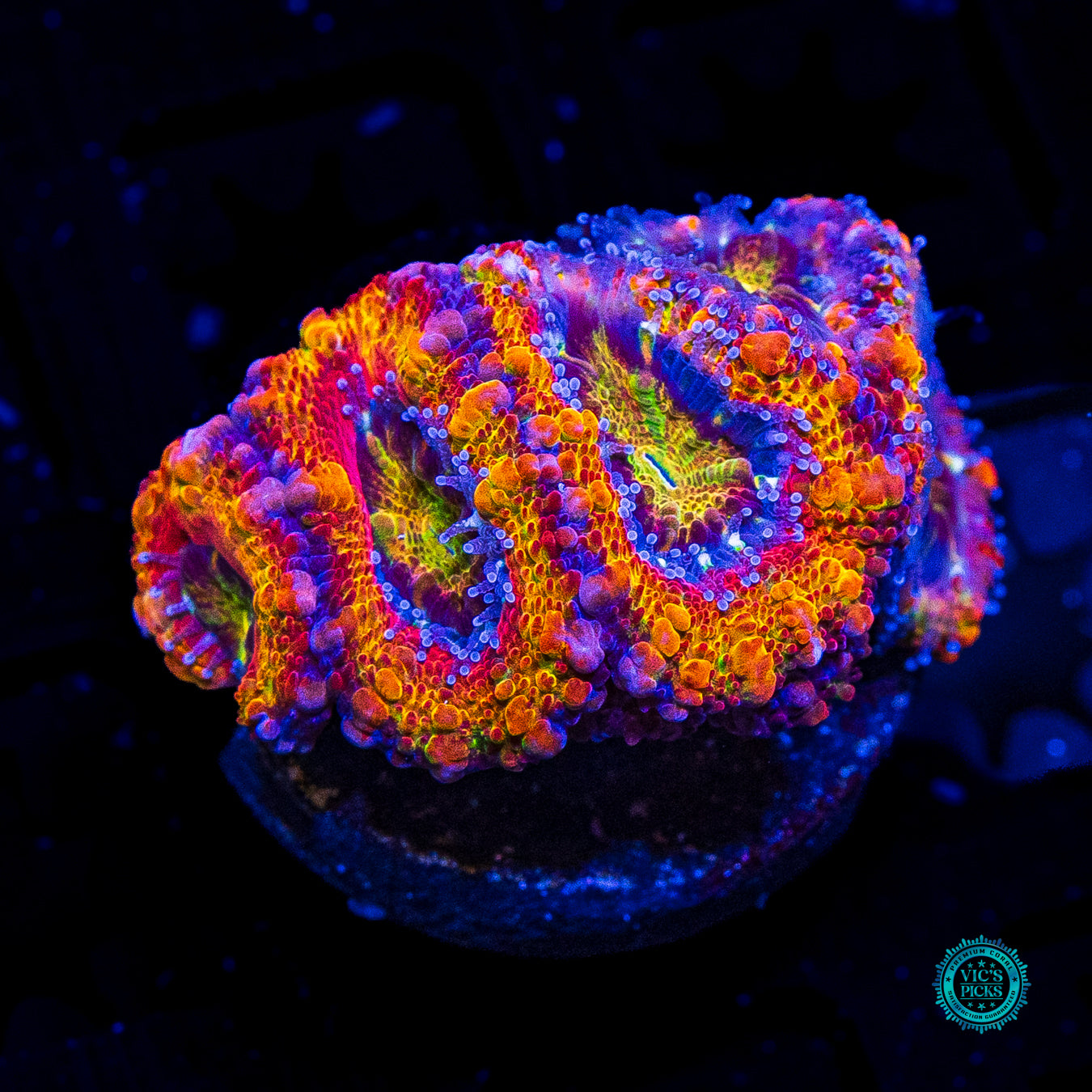 WWC Dante's Inferno Aussie Lord