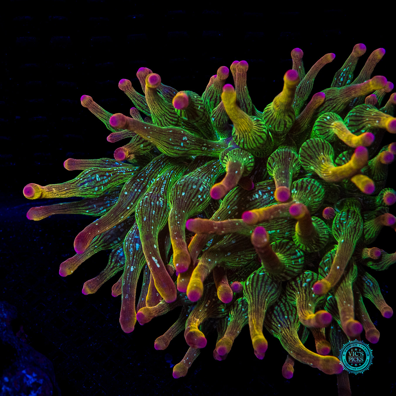 WWC Speckled Space Juice Bubble Anemone