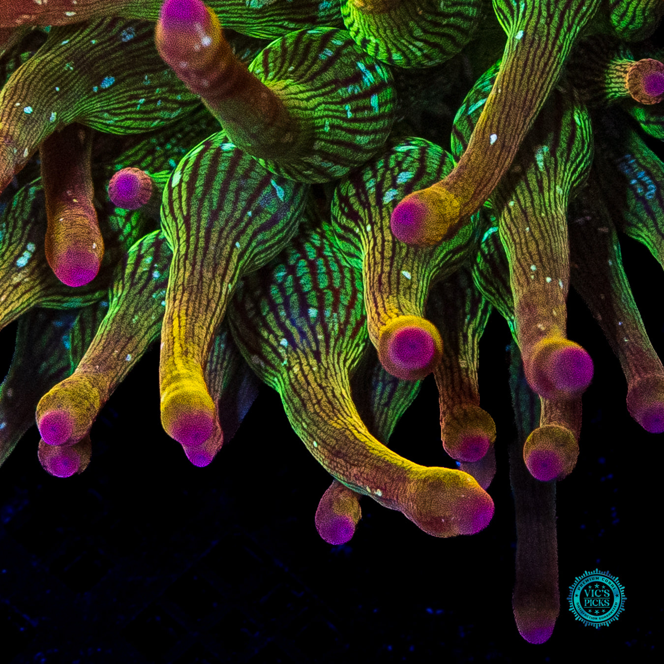 WWC Speckled Space Juice Bubble Anemone