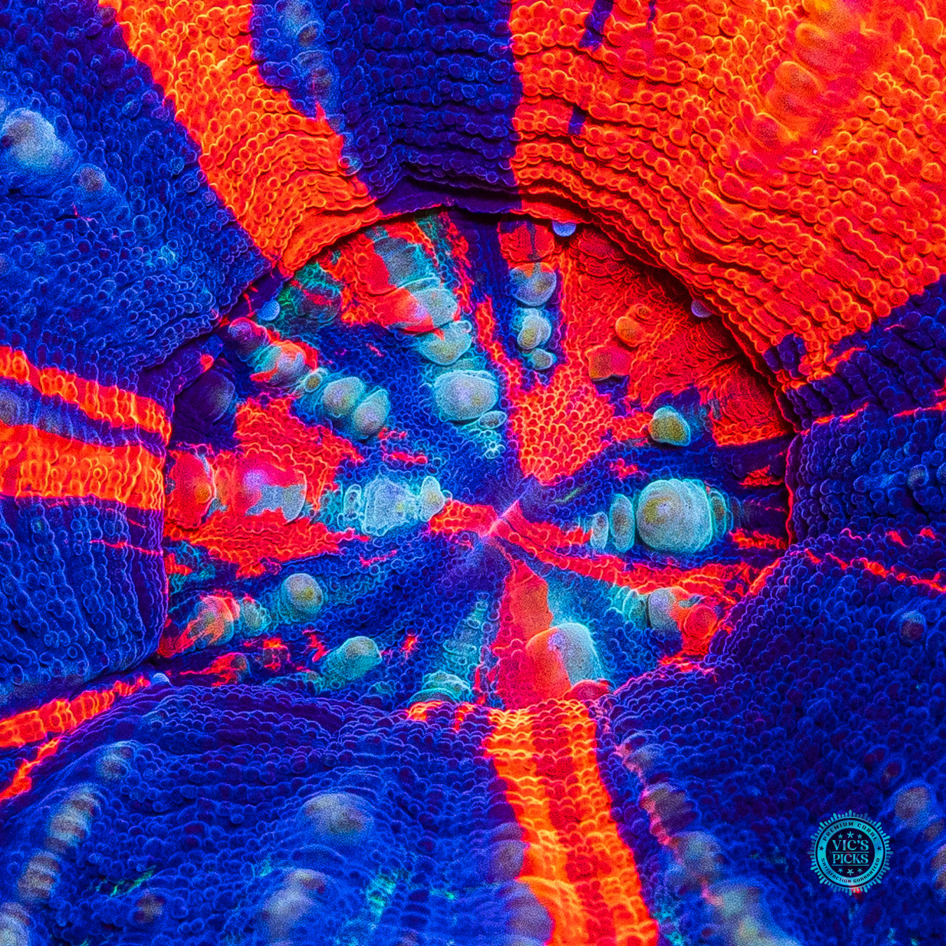 Pinwheel Warpaint Scolymia