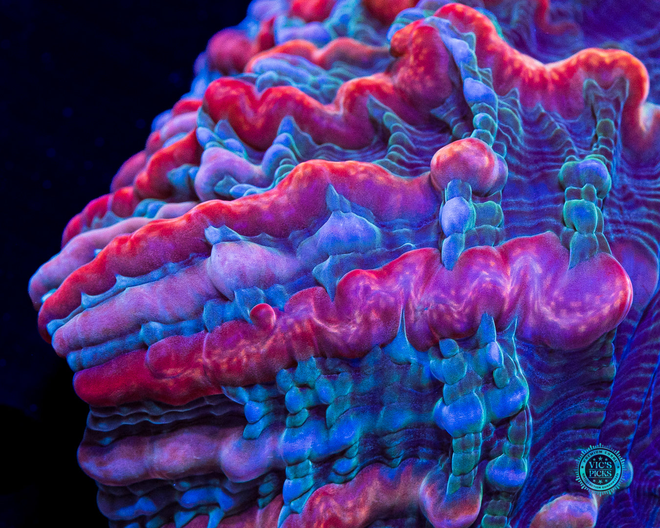 Shimmering Vortex Indophyllia