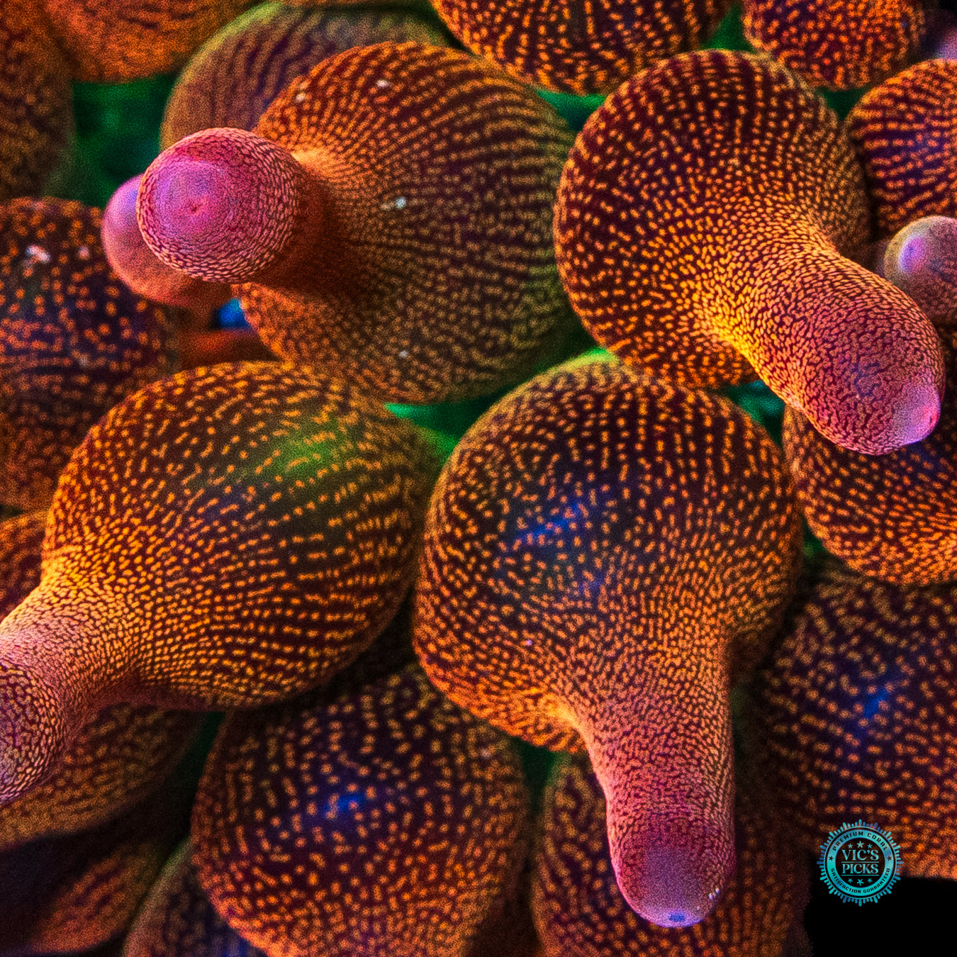 WWC Limonada Naranja Bubble Anemone