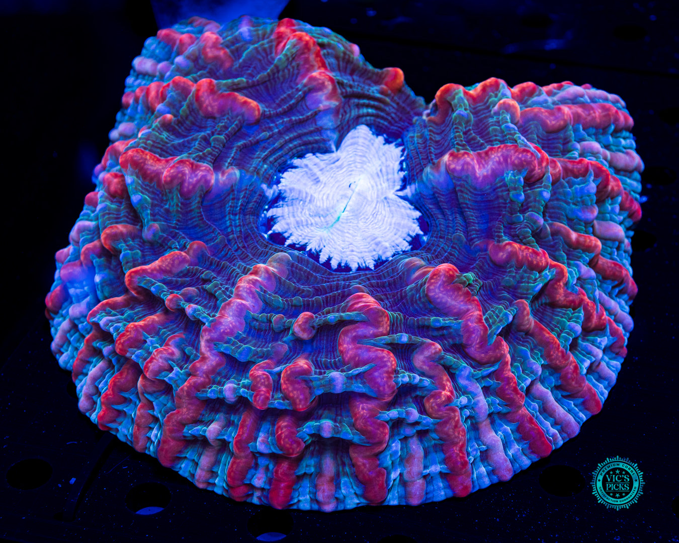 Shimmering Vortex Indophyllia