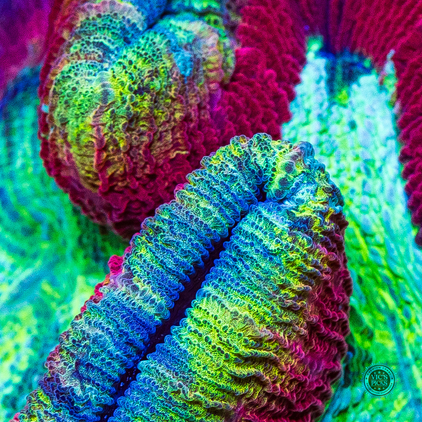 Cherry Lime Explosion Trachyphyllia