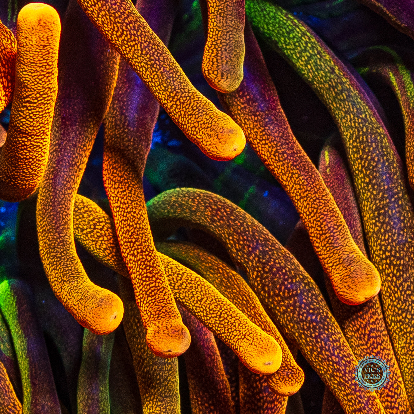 Colorado Sunburst Bubble Anemone