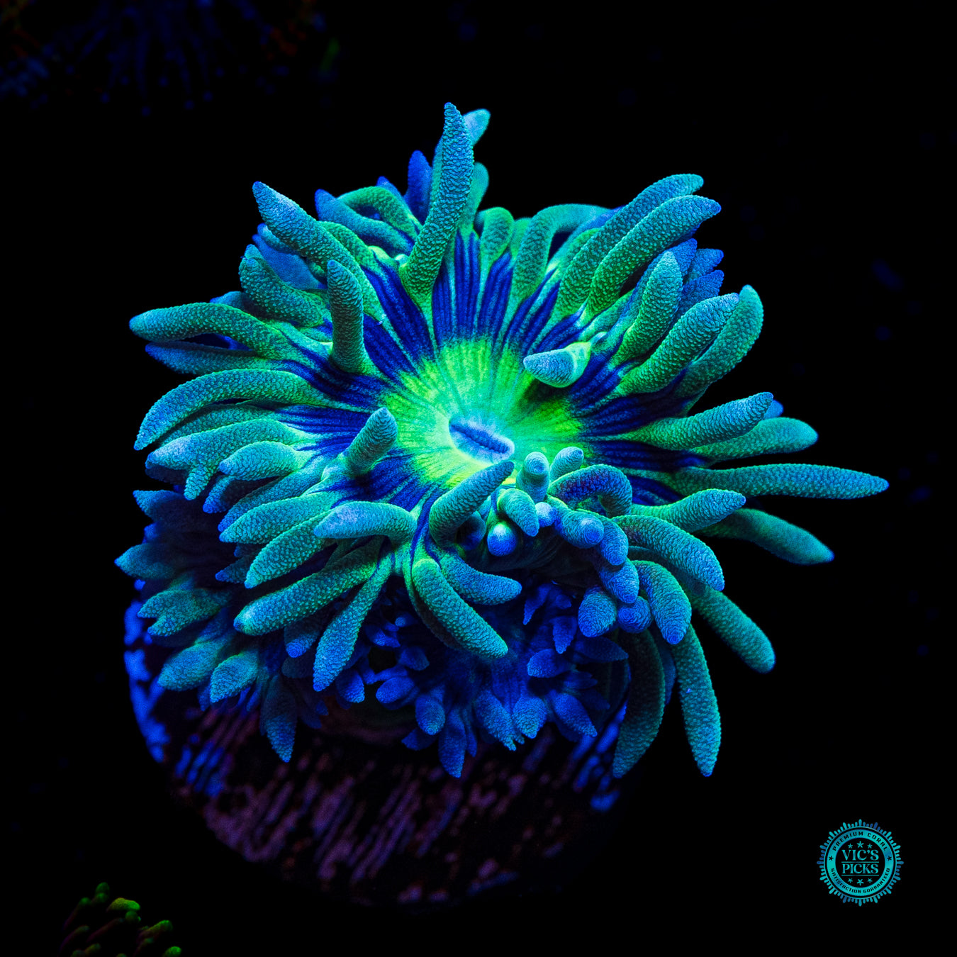 WWC Dream Catcher Duncan