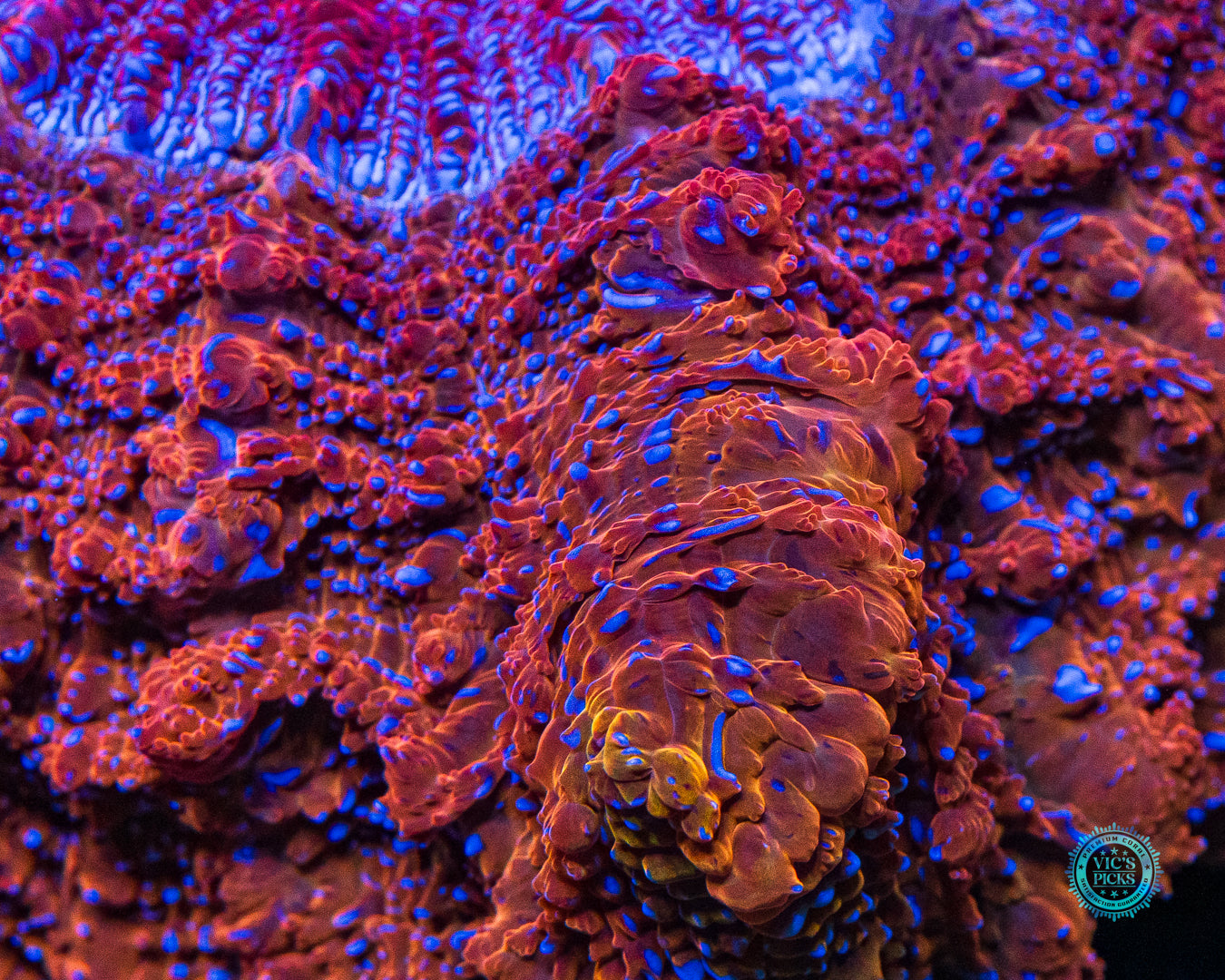 Fire Nova Acanthophyllia