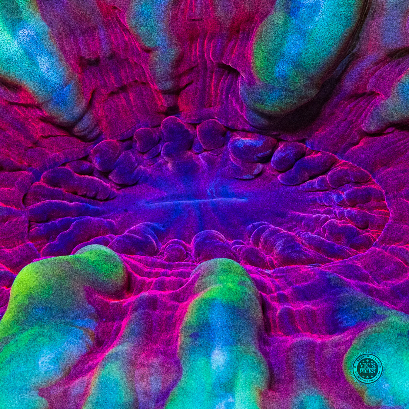 Dragon Heart Cynarina