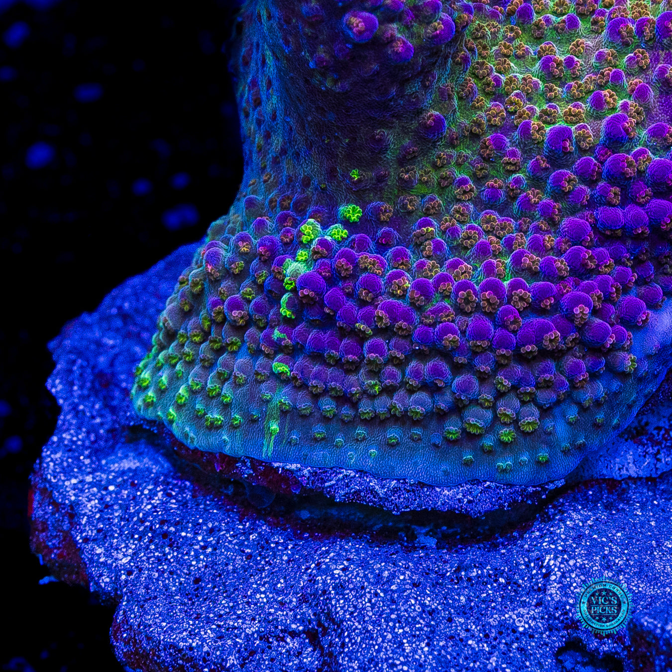 XXXL WWC Dreamweaver Acropora