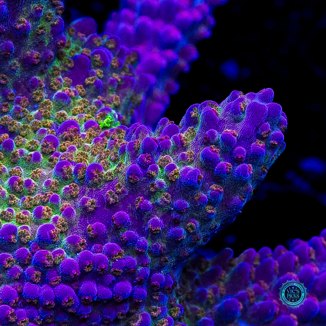XXXL WWC Dreamweaver Acropora