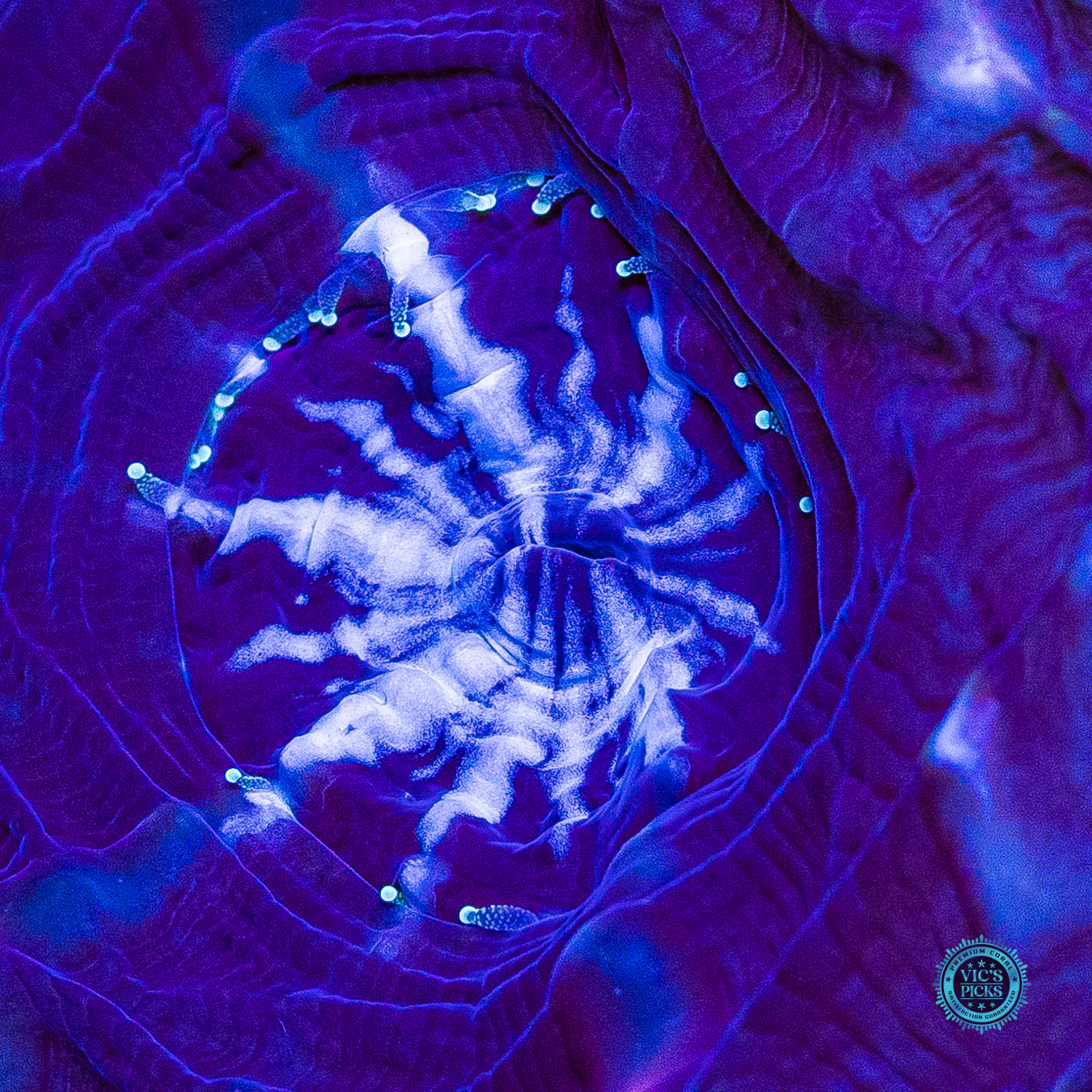 Void Ray Double Headed Indophyllia