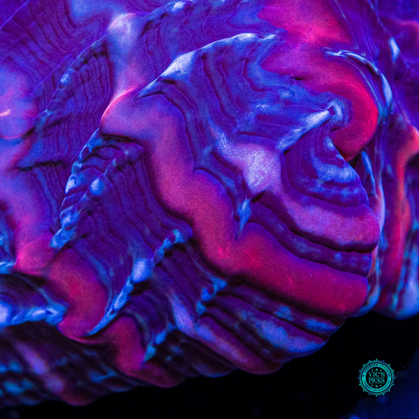Void Ray Double Headed Indophyllia