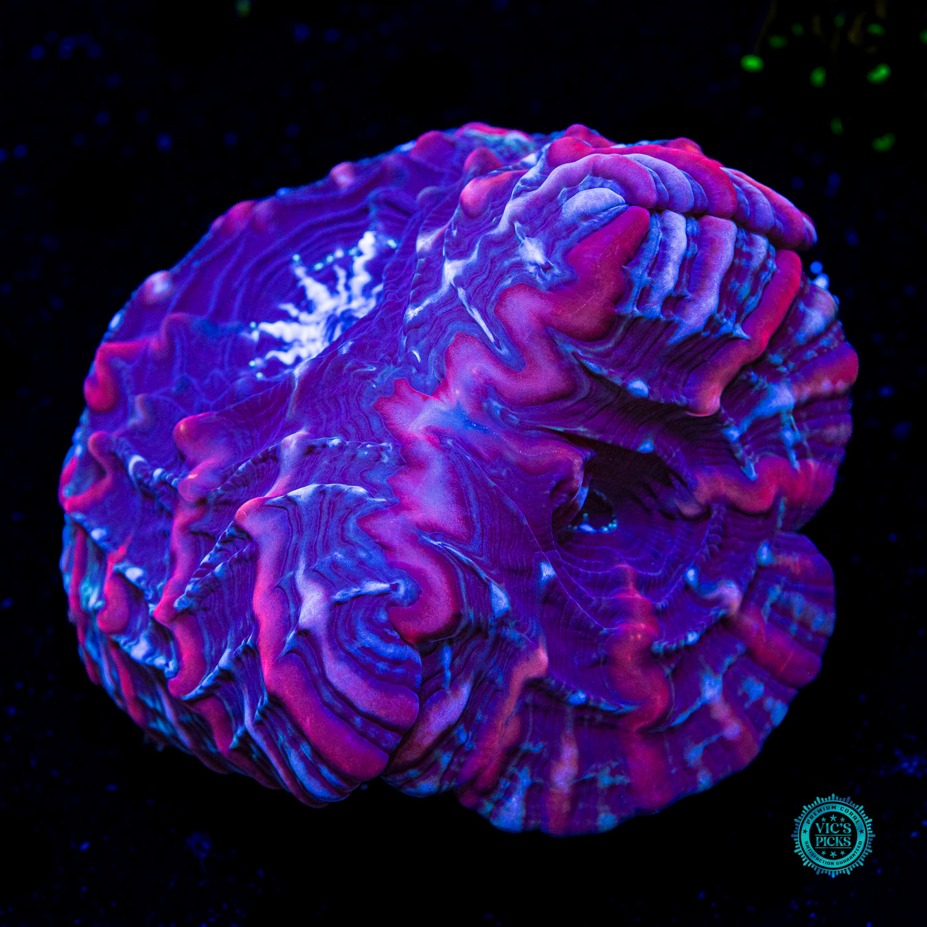 Void Ray Double Headed Indophyllia