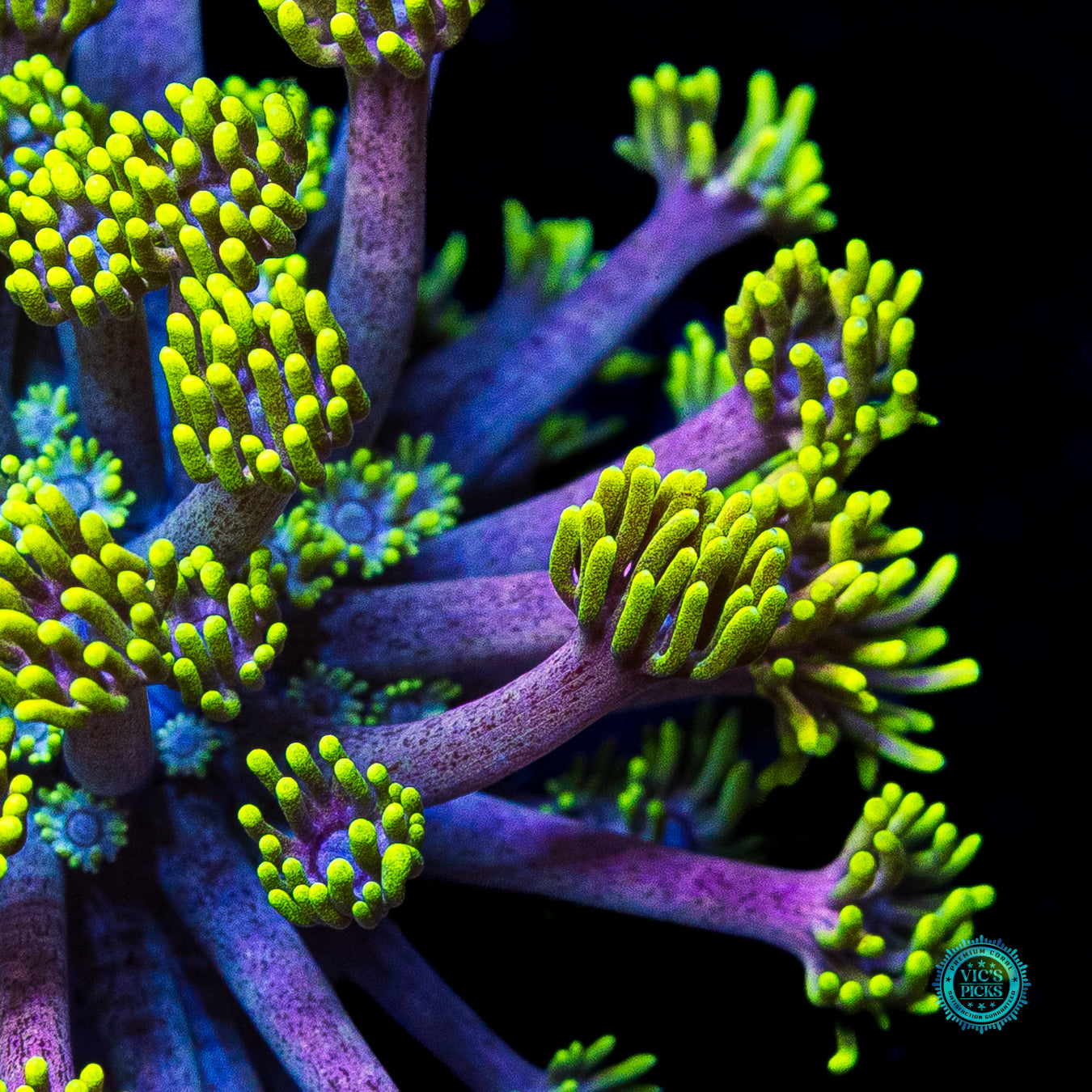 WWC Hail Hydra Goniopora