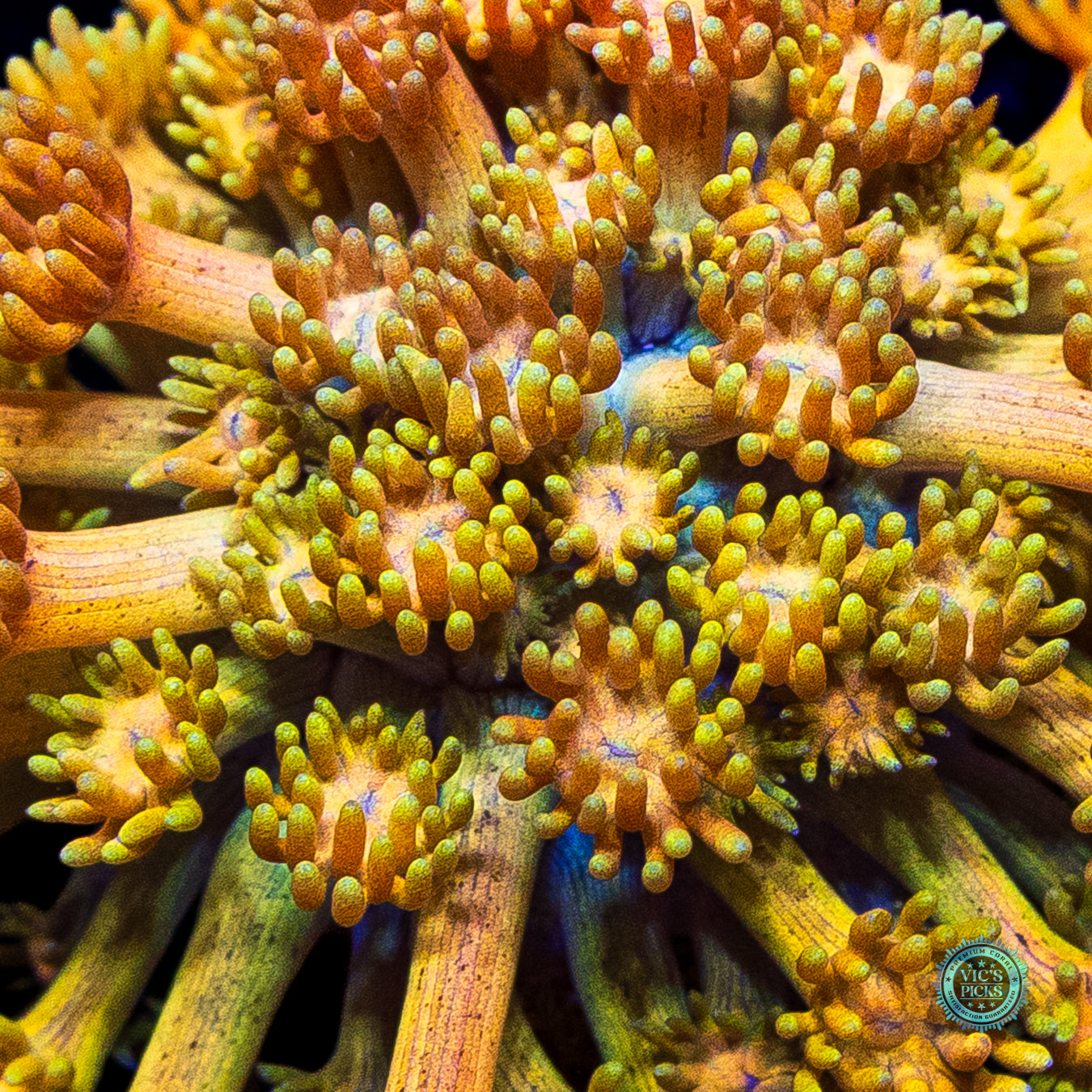 WWC Mango King Goniopora
