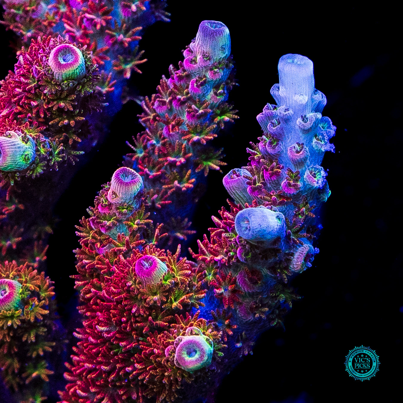 XXL WWC Dirty Love Dreams Acropora