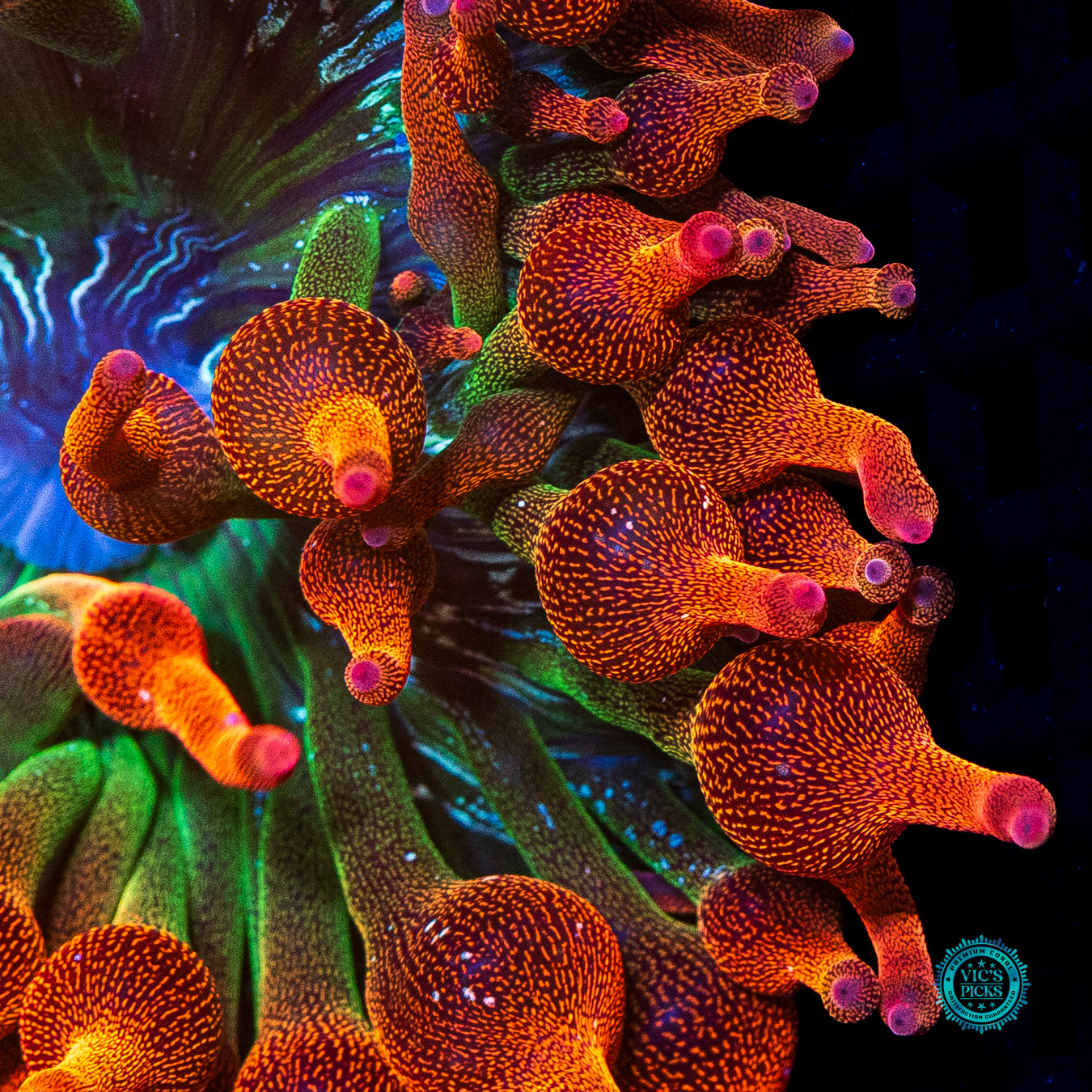 WWC Jupiter Juice Bubble Anemone