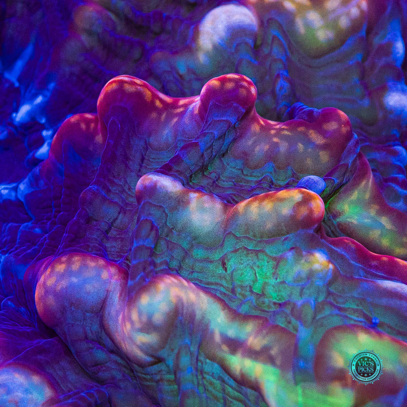 Treasure Trove Indophyllia