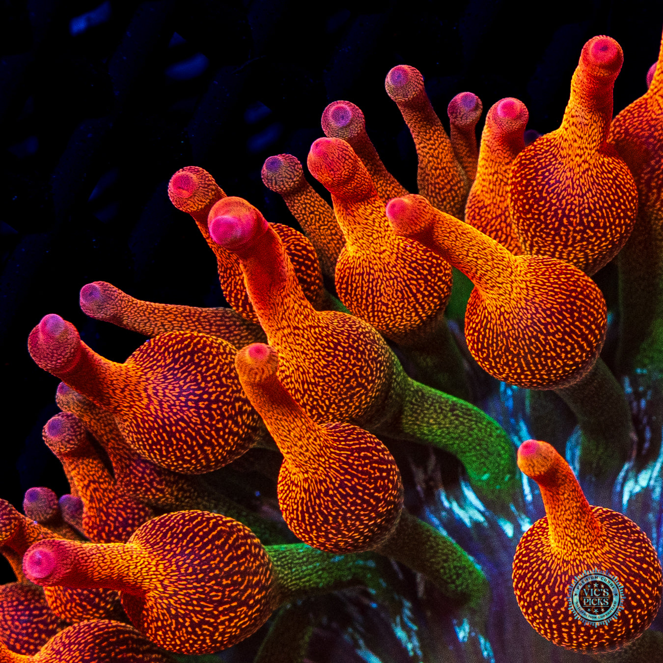 WWC Jupiter Juice Bubble Anemone
