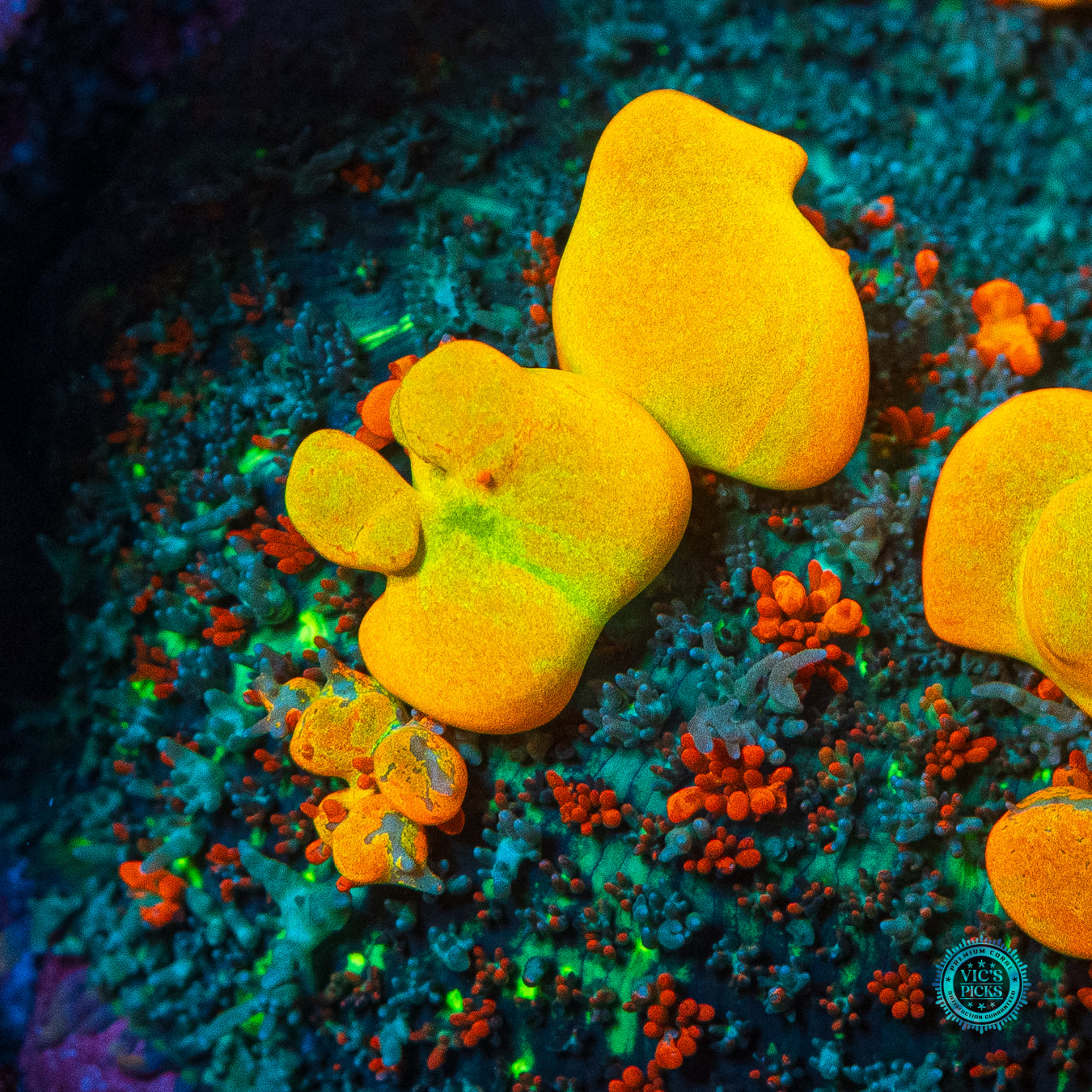 Lou's WWC OG Bounce Mushroom