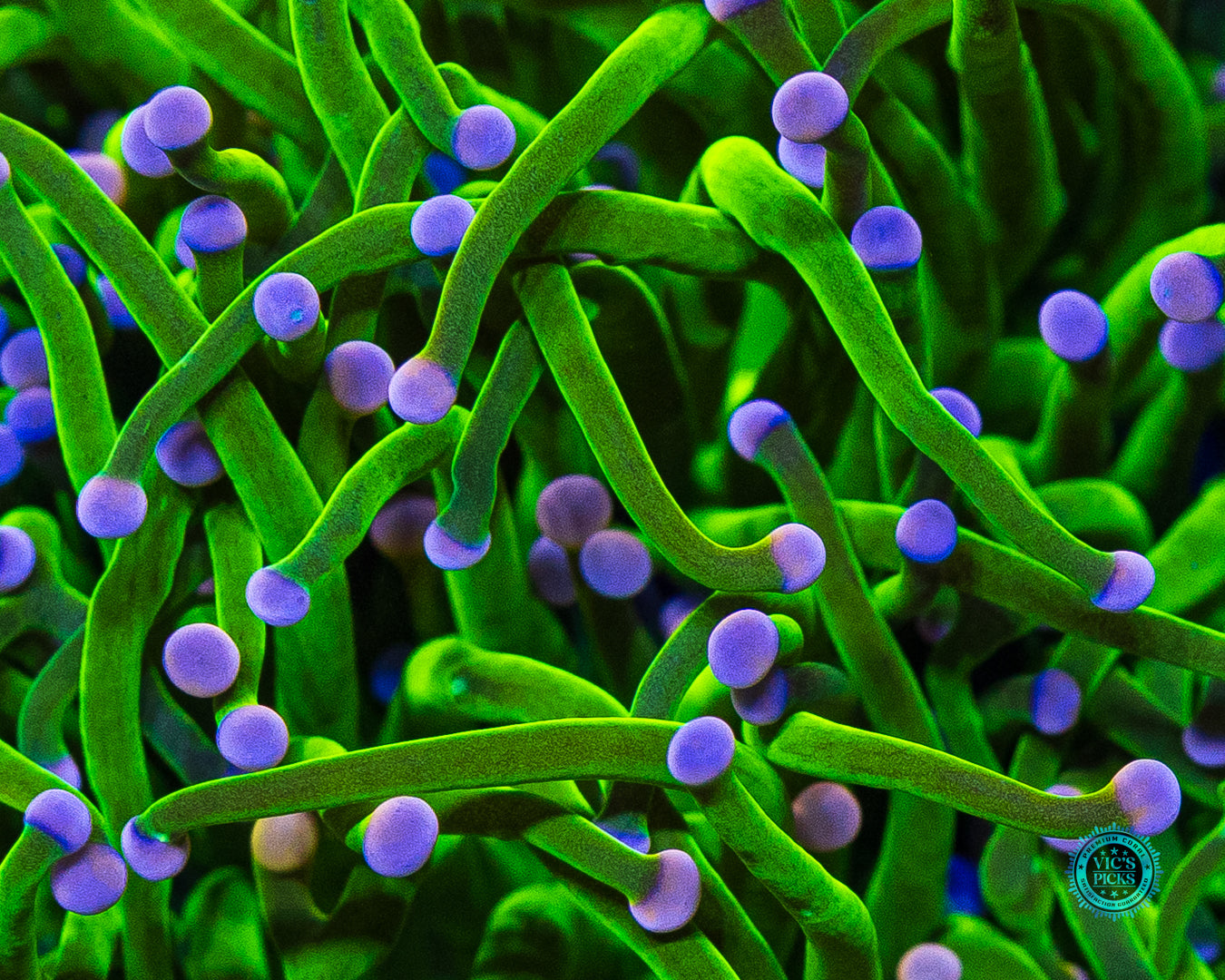 XXL Pink Tipped Cotton Candy Torch