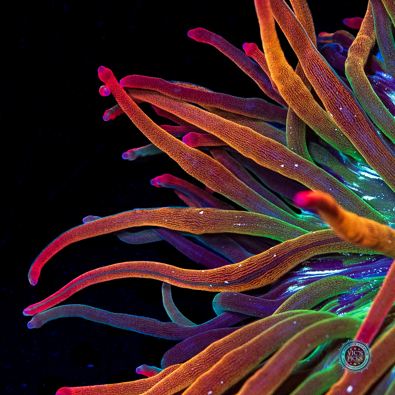 WWC Rainbow Bubble Anemone