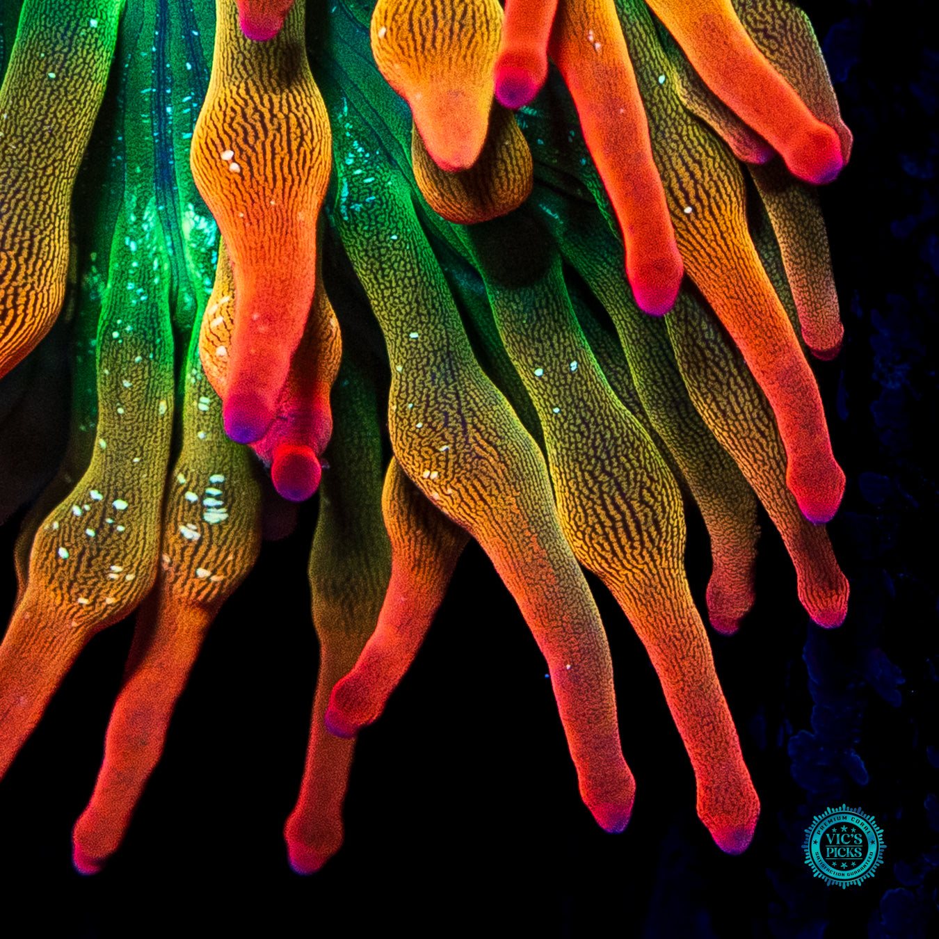 WWC Rainbow Bubble Anemone