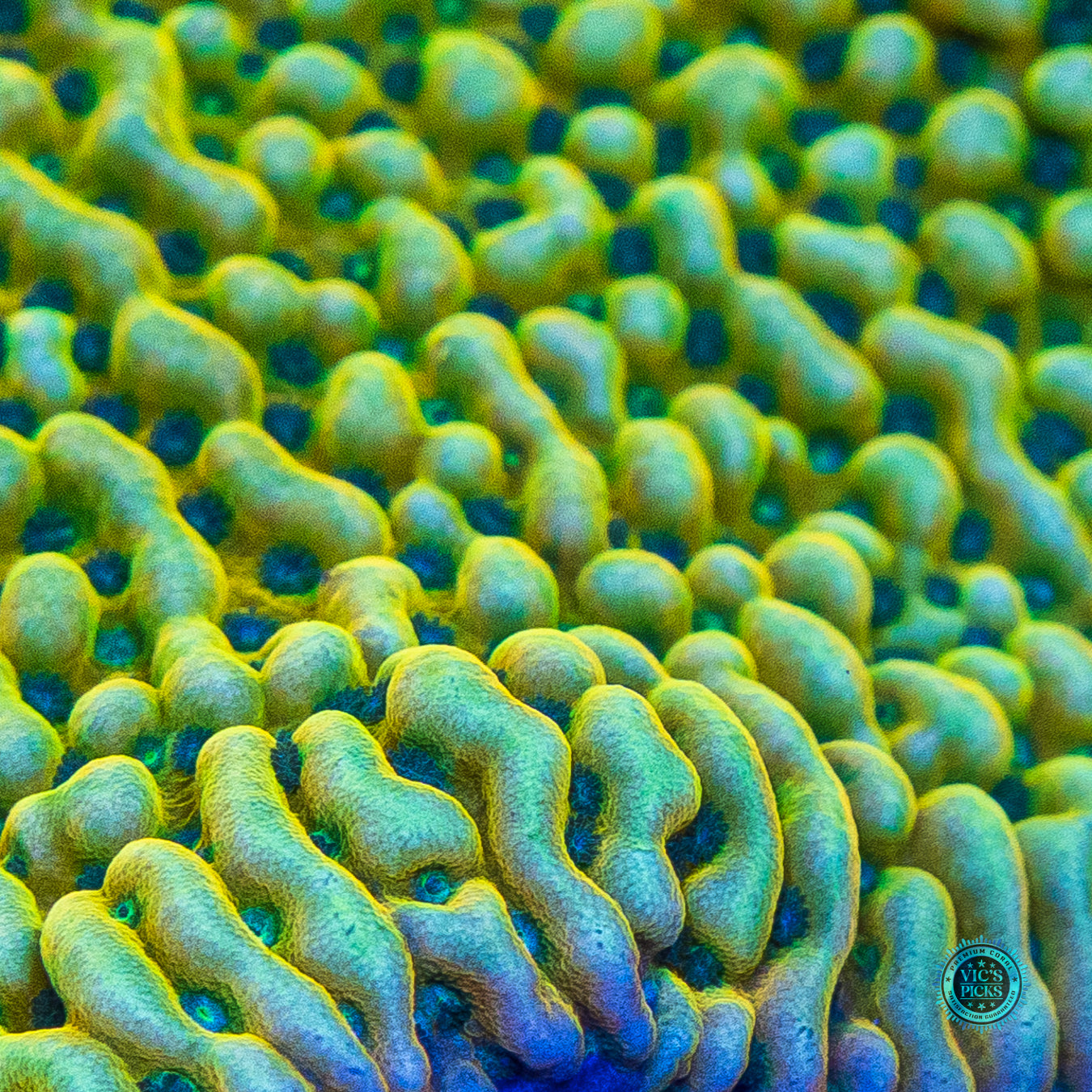 Jason Fox Beach Bum Montipora