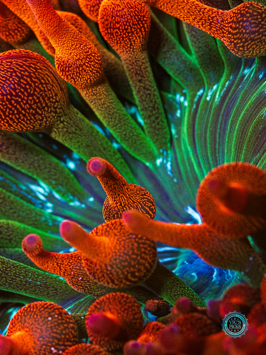 WWC Jupiter Juice Bubble Anemone