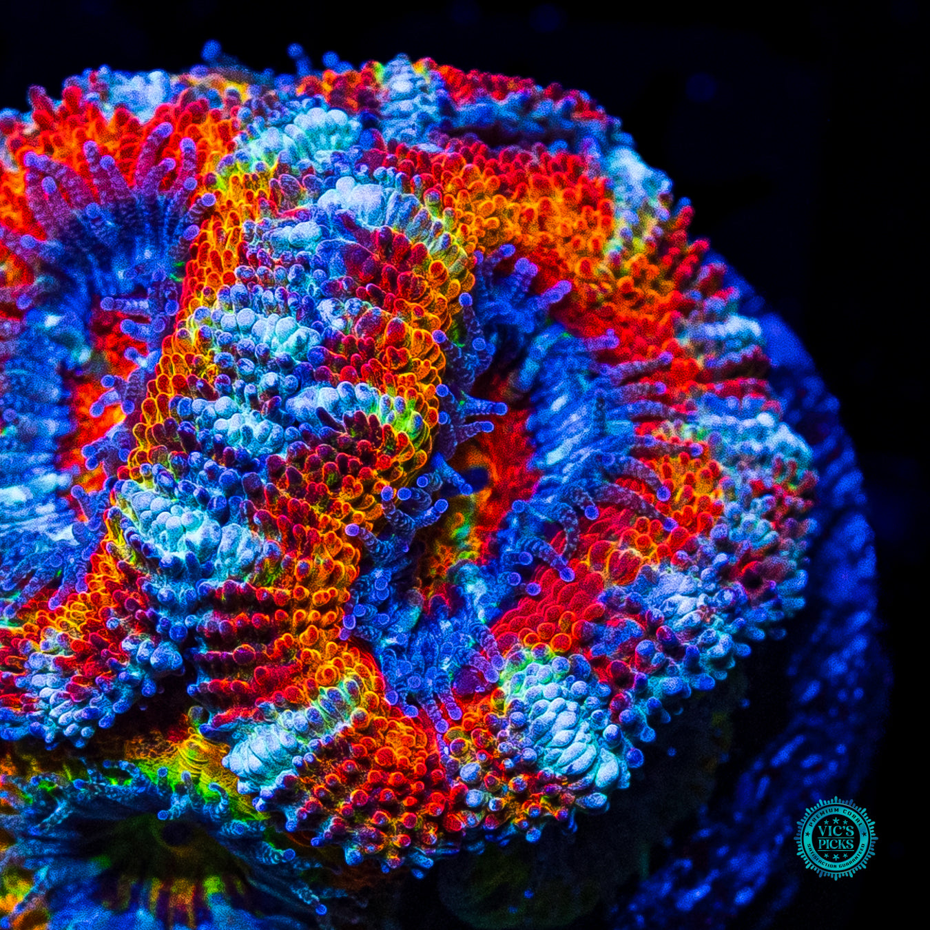 Clown Car Aussie Lord