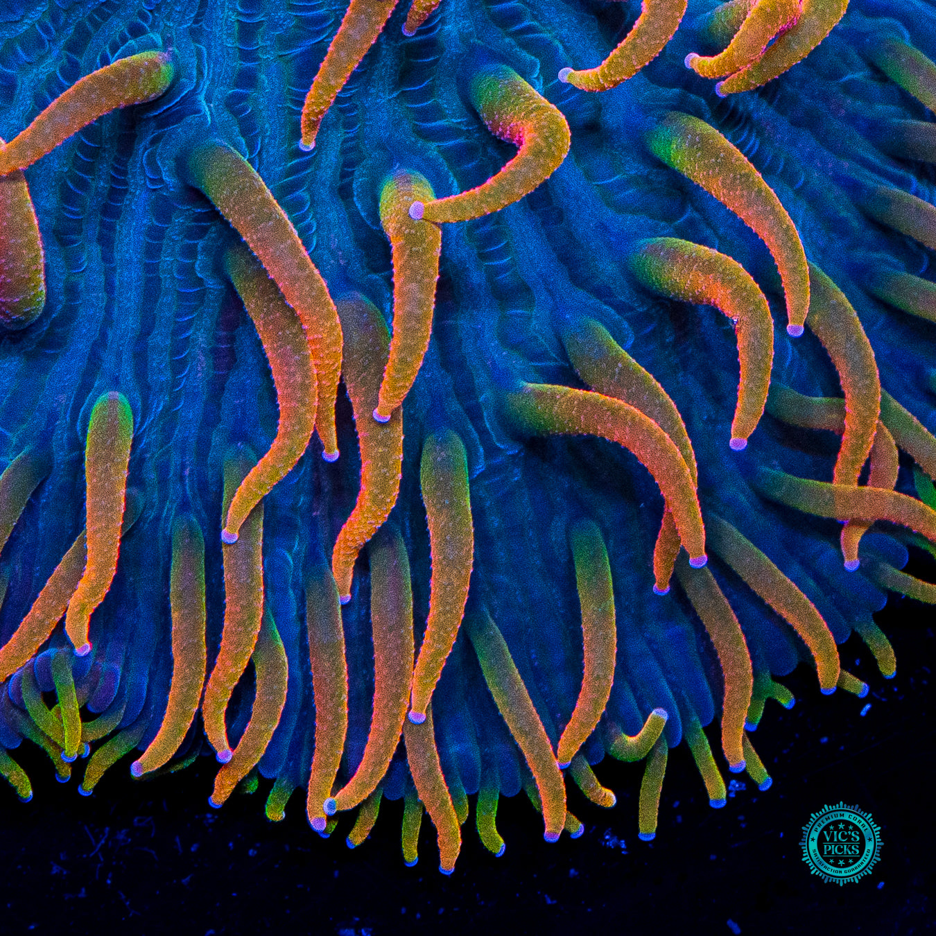 Alien Invasion Plate